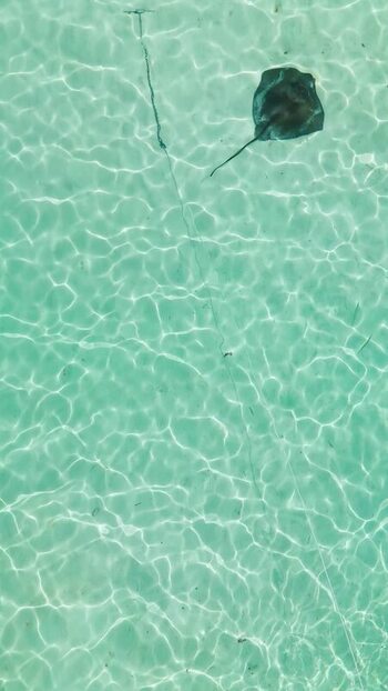 Aerial view of a stingray in the clear waters of Cayman Islands. Aerial view of a stingray in the clear waters of Cayman Islands.