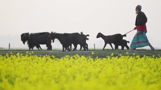 View of a farmer herding goats past mustard fields Bangladesh.