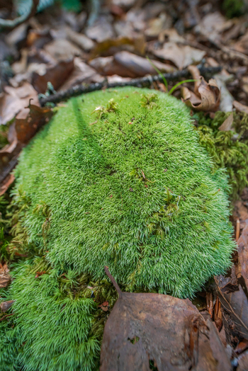 View of vibrant green moss growing on the forest floor surrounded by fallen brown leaves in Deer Park Looe Cornwall United Kingdom. View of vibrant green moss growing on the forest floor surrounded by fallen brown leaves in Deer Park Looe Cornwall United Kingdom.