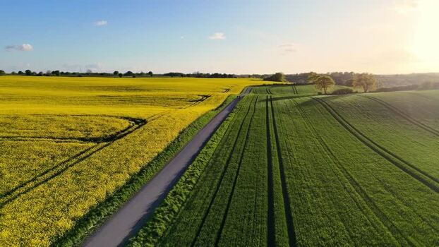 Aerial view of rapeseed fields in Langballig Germany.