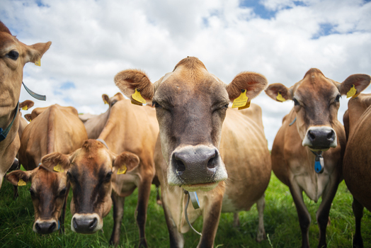 View of a herd of brown cows grazing in a lush green pasture under a bright summer sky in Looe Cornwall United Kingdom. View of a herd of brown cows grazing in a lush green pasture under a bright summer sky in Looe Cornwall United Kingdom.