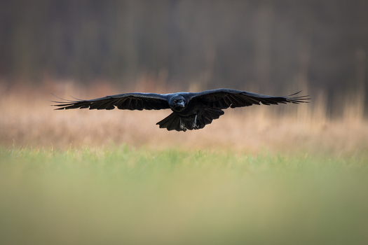 View of a raven in flight with wings spread low over a green field in Debrzno Pomeranian Voivodeship Poland. View of a raven in flight with wings spread low over a green field in Debrzno Pomeranian Voivodeship Poland.