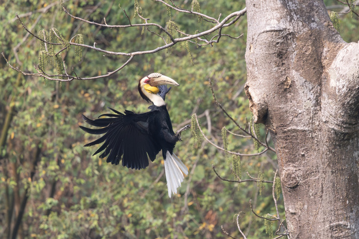 View of a wreathed hornbill in flight with wings spread wide approaching a nesting hole in a tree trunk Dehong Dai and Jingpo Autonomous Prefecture Yunnan China. View of a wreathed hornbill in flight with wings spread wide approaching a nesting hole in a tree trunk Dehong Dai and Jingpo Autonomous Prefecture Yunnan China.