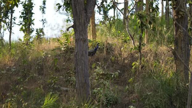 View of a peacock walking through a forest Nepal.