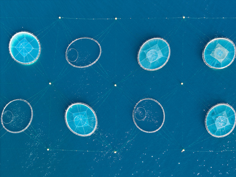 Aerial view of a fish farm with circular pens floating in the deep blue sea near Antibes Provence Alpes Cote d Azur France. Aerial view of a fish farm with circular pens floating in the deep blue sea near Antibes Provence Alpes Cote d Azur France.