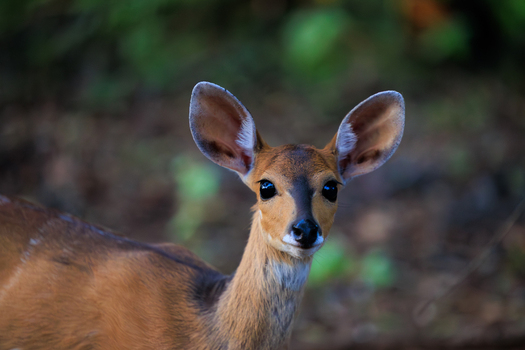 View of a young bushbuck antelope with large ears looking at the camera against a blurred forest background in Skukuza Mpumalanga South Africa. View of a young bushbuck antelope with large ears looking at the camera against a blurred forest background in Skukuza Mpumalanga South Africa.