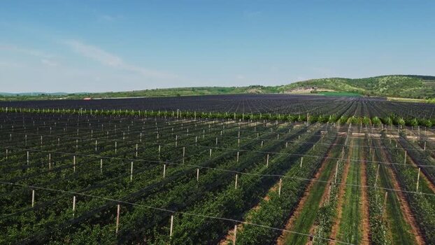 Aerial view of vineyard in Mala Remeta Serbia.