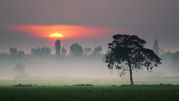 View of a lone tree in a misty field at sunrise Bangladesh. View of a lone tree in a misty field at sunrise Bangladesh.