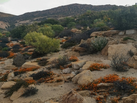 View of the arid landscape of Namaqualand covered in vibrant orange wildflowers and rocky outcrops in Springbok Northern Cape South Africa. View of the arid landscape of Namaqualand covered in vibrant orange wildflowers and rocky outcrops in Springbok Northern Cape South Africa.