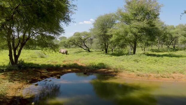 Aerial view of a rhino in the savanna South Africa.
