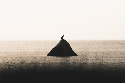 View of a bird perched on a triangular rock in the sea near Vormsi Laane County Estonia.