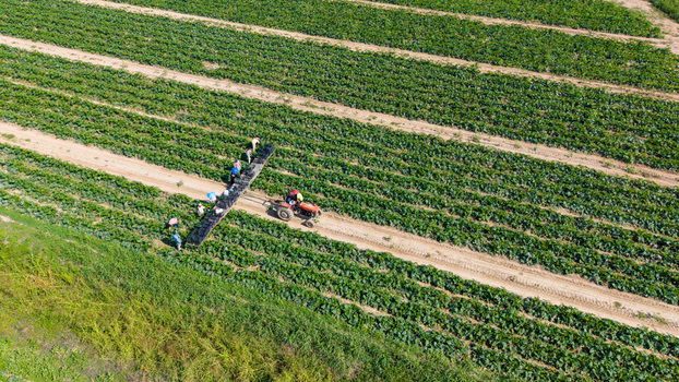 Aerial view of workers harvesting zucchini in a field with a tractor pulling a harvesting platform in Milan Lombardy Italy. Aerial view of workers harvesting zucchini in a field with a tractor pulling a harvesting platform in Milan Lombardy Italy.