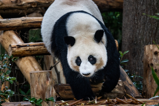 View of a giant panda walking on wooden logs at the Chengdu Research Base of Giant Panda Breeding in Chengdu Sichuan China. View of a giant panda walking on wooden logs at the Chengdu Research Base of Giant Panda Breeding in Chengdu Sichuan China.