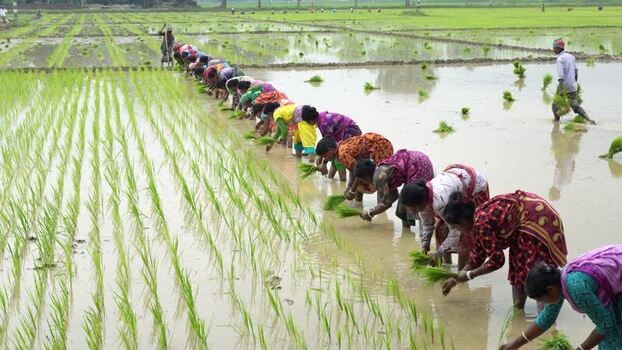 View of women planting rice seedlings in a flooded field Bangladesh. View of women planting rice seedlings in a flooded field Bangladesh.