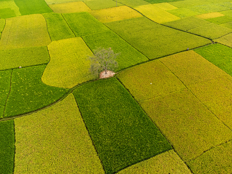 Aerial view of a patchwork of vibrant green and yellow fields surrounding a lonely tree creating a serene landscape Joypurhat Rajshahi Division Bangladesh. Aerial view of a patchwork of vibrant green and yellow fields surrounding a lonely tree creating a serene landscape Joypurhat Rajshahi Division Bangladesh.
