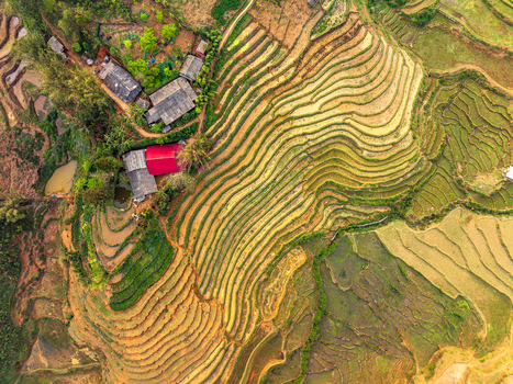 Aerial view of terraced rice fields with a small rural house featuring a red roof nestled in the lush agricultural landscape of Vietnam. Aerial view of terraced rice fields with a small rural house featuring a red roof nestled in the lush agricultural landscape of Vietnam.