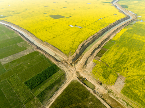 Aerial view of vibrant yellow mustard fields meet lush green rice paddies intersected by winding waterways creating a striking tapestry from above Sirajganj Rajshahi Division Bangladesh. Aerial view of vibrant yellow mustard fields meet lush green rice paddies intersected by winding waterways creating a striking tapestry from above Sirajganj Rajshahi Division Bangladesh.
