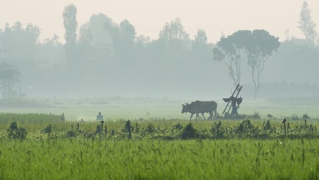 View of a farmer plowing a field with oxen in Bogura Bangladesh.