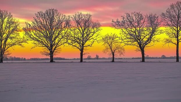 View of a snow covered field with bare trees at sunset Latvia.