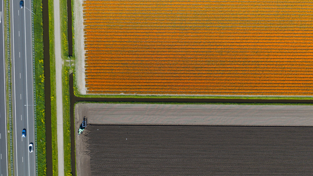 Aerial view of vibrant orange tulip fields and dark soil with a tractor working near a highway in Heiloo North Holland Netherlands. Aerial view of vibrant orange tulip fields and dark soil with a tractor working near a highway in Heiloo North Holland Netherlands.