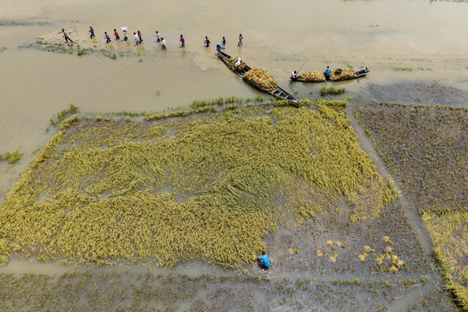 Itna Bangladesh 04 May 2026 Aerial view of farmers harvesting rice in flooded fields with wooden boats and people wading through water. Itna Bangladesh 04 May 2026 Aerial view of farmers harvesting rice in flooded fields with wooden boats and people wading through water.
