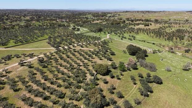 Aerial view of olive groves and roads Spain.