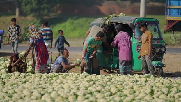 View of workers loading cauliflowers into an auto rickshaw Bangladesh. View of workers loading cauliflowers into an auto rickshaw Bangladesh.