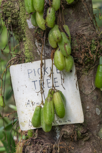 View of green bilimbi fruits hanging from the trunk of a tree with a sign labeled pickle tree in Costa Rica.