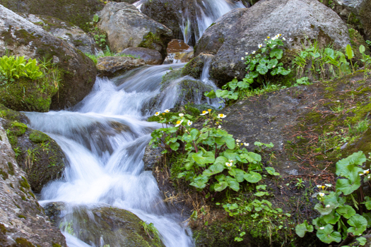 View of a small stream flowing over mossy rocks with white wildflowers blooming on the bank in Kumrat Valley Khyber Pakhtunkhwa Pakistan. View of a small stream flowing over mossy rocks with white wildflowers blooming on the bank in Kumrat Valley Khyber Pakhtunkhwa Pakistan.