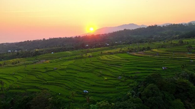 Aerial view of Senaru Rice Fields at sunset Indonesia. Aerial view of Senaru Rice Fields at sunset Indonesia.