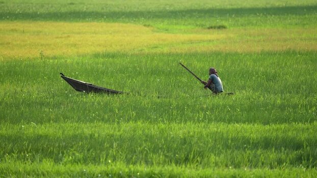 View of a fisherman in a wooden boat in a green field Bangladesh.