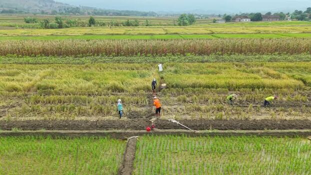 Aerial view of farmers working in fields Indonesia.