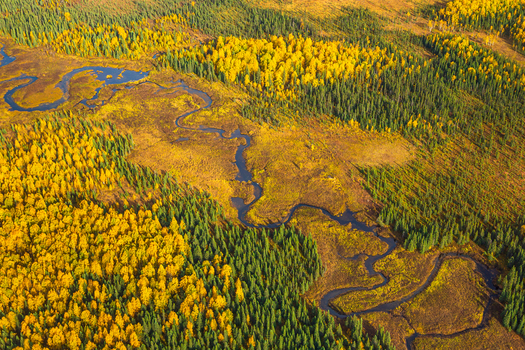Aerial view of a winding river flowing through a vibrant autumn forest with golden yellow trees and evergreen conifers in Denali National Park and Preserve Talkeetna Alaska United States. Aerial view of a winding river flowing through a vibrant autumn forest with golden yellow trees and evergreen conifers in Denali National Park and Preserve Talkeetna Alaska United States.