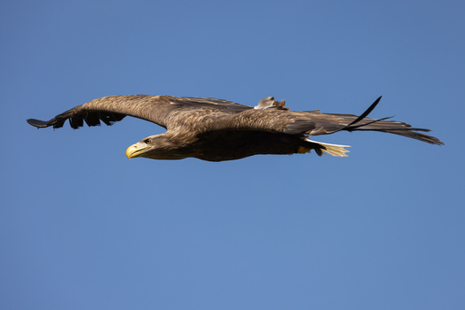 View of a white tailed eagle soaring through a clear blue sky with its wings spread wide in Selestat Grand Est France.