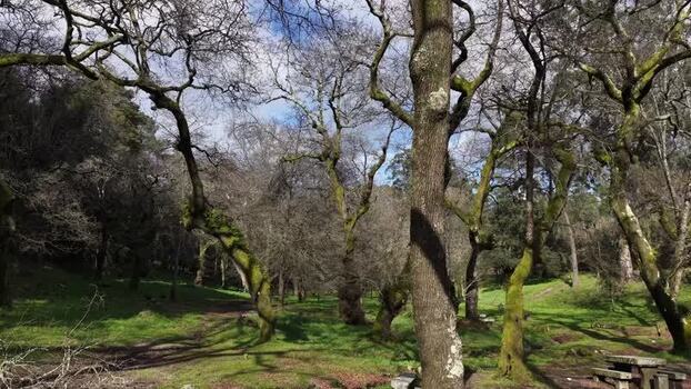 Aerial view of mossy trees in the forest Portugal.