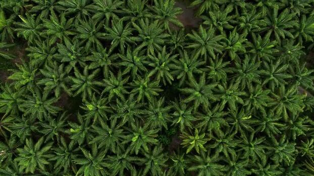 Aerial view of Llorona Palm Fields Costa Rica.