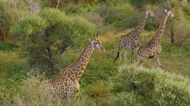Aerial view of giraffes in the savanna South Africa.