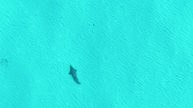Aerial view of a shark swimming in turquoise water Maldives. Aerial view of a shark swimming in turquoise water Maldives.