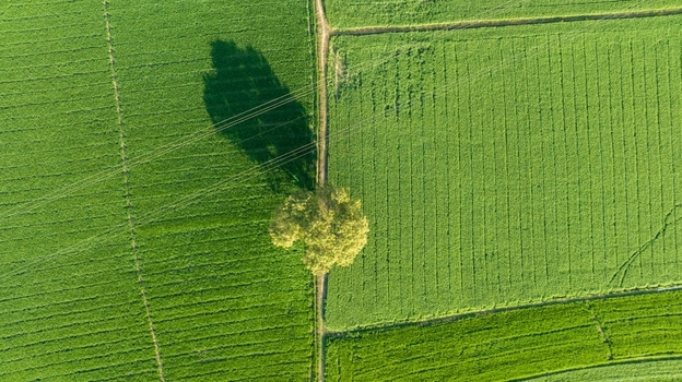 Aerial view of a solitary tree standing in a vibrant green agricultural field bisected by a dirt path and crossed by power lines casting long shadows in Nagda Madhya Pradesh India. Aerial view of a solitary tree standing in a vibrant green agricultural field bisected by a dirt path and crossed by power lines casting long shadows in Nagda Madhya Pradesh India.
