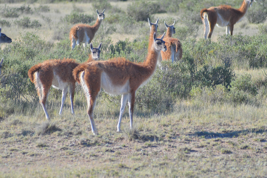 View of a group of guanacos grazing in the arid Patagonian steppe near Puerto Piramides Puerto Madryn Chubut Argentina. View of a group of guanacos grazing in the arid Patagonian steppe near Puerto Piramides Puerto Madryn Chubut Argentina.