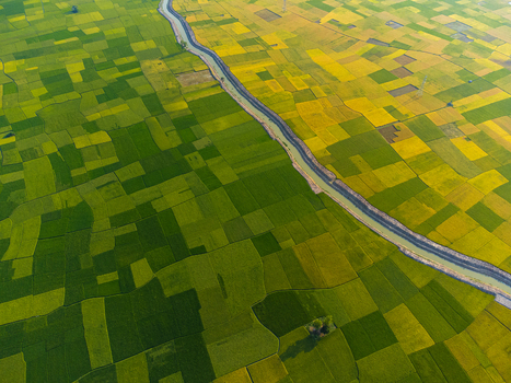 Aerial view of patchwork fields of vibrant green and golden yellow bisected by a winding river Joypurhat Bangladesh. Aerial view of patchwork fields of vibrant green and golden yellow bisected by a winding river Joypurhat Bangladesh.