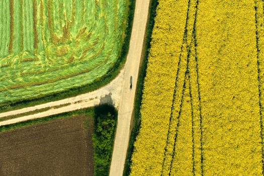 Aerial view of a person cycling on a rural path between bright yellow rapeseed fields and green crops in Hofgeismar Hessen Germany. Aerial view of a person cycling on a rural path between bright yellow rapeseed fields and green crops in Hofgeismar Hessen Germany.