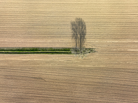 Aerial view of a lone tree casting a long shadow over a plowed agricultural field with a green irrigation canal in Borgo d Ale Piedmont Italy.