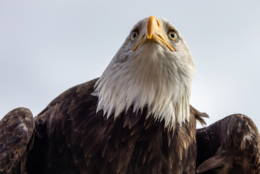 View of a majestic bald eagle with white head feathers and a sharp yellow beak looking upwards against a clear sky in Selestat Grand Est France.