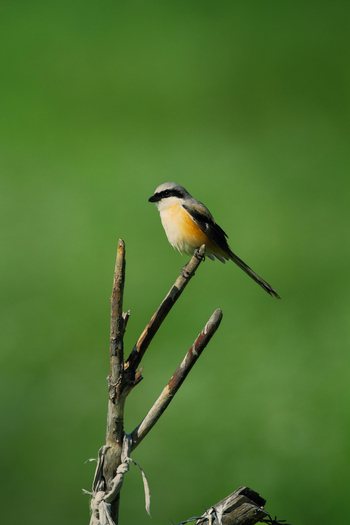View of a long tailed shrike perched on a weathered wooden branch against a soft green background in Deosai National Park Skardu Gilgit Baltistan Pakistan.