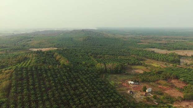 Aerial view of oil palm plantation in Anggana Indonesia. Aerial view of oil palm plantation in Anggana Indonesia.