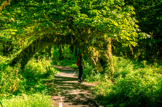 View of a hiker with a red backpack on a trail beneath a large mossy arched tree in the lush temperate rainforest of Olympic National Park Port Angeles Washington United States.