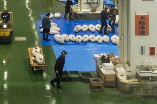 Koto City Japan 25 January 2026 View of workers inspecting large tuna fish laid out on blue tarps at the Block 6 Fisheries Intermediate Wholesale Market Building. Koto City Japan 25 January 2026 View of workers inspecting large tuna fish laid out on blue tarps at the Block 6 Fisheries Intermediate Wholesale Market Building.