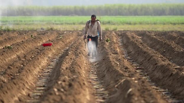 View of a farmer spraying crops in a field in Dhangadhi Nepal. View of a farmer spraying crops in a field in Dhangadhi Nepal.