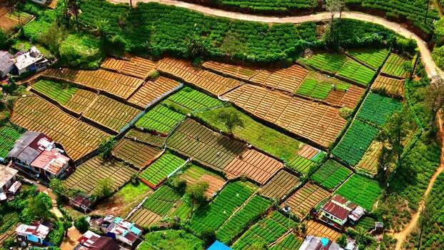 Aerial view of terraced vegetable fields in the highlands Sri Lanka.